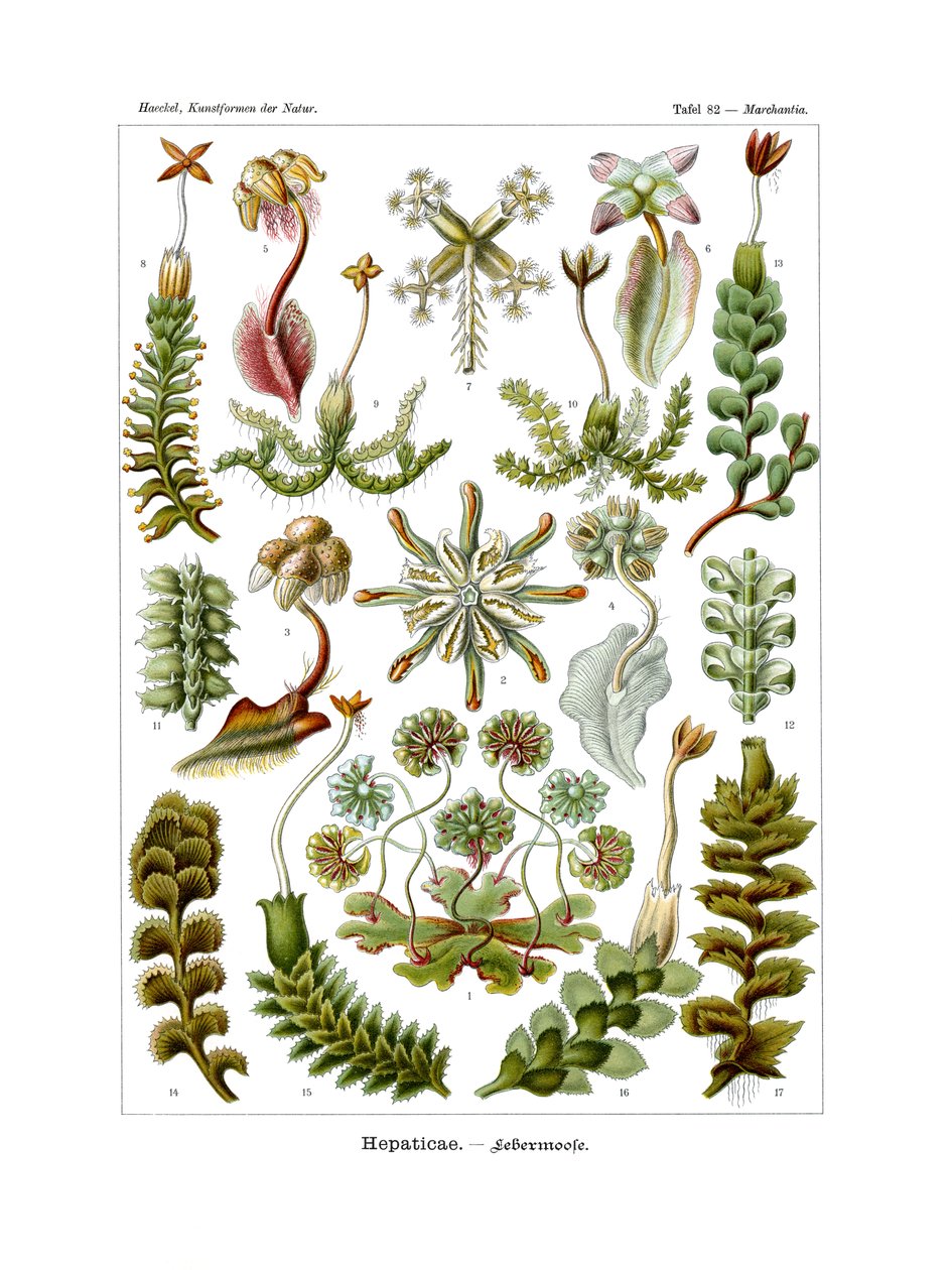 Hepaticae, 1899-1904 af German School