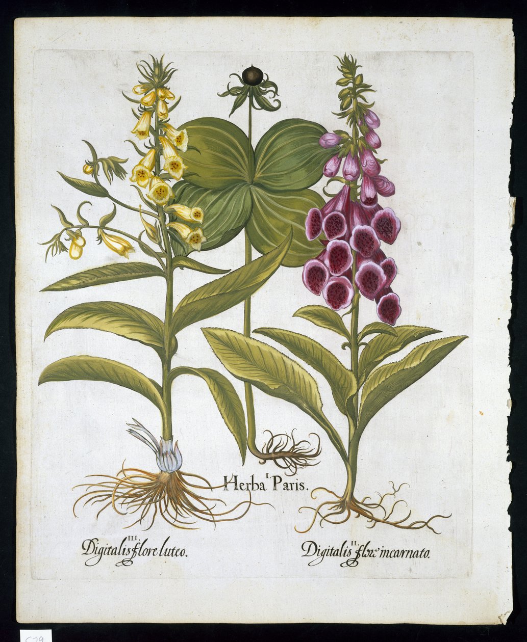 Urt Paris (Solanum quadrifolium), Almindelig Rævehandske (Digitalis Purpurea) Stor gul Rævehandske fra Hortus Eystettensis af Basil Besler (1561-1629) pub 1613 (håndfarvet gravering) af German School