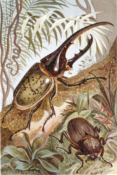 Hercules Beetle, tallerken fra "Brehms Tierleben: Allgemeine Kunde des Tierreichs", bind 9, s.99, udgivet af Bibliographisches Institut af German School