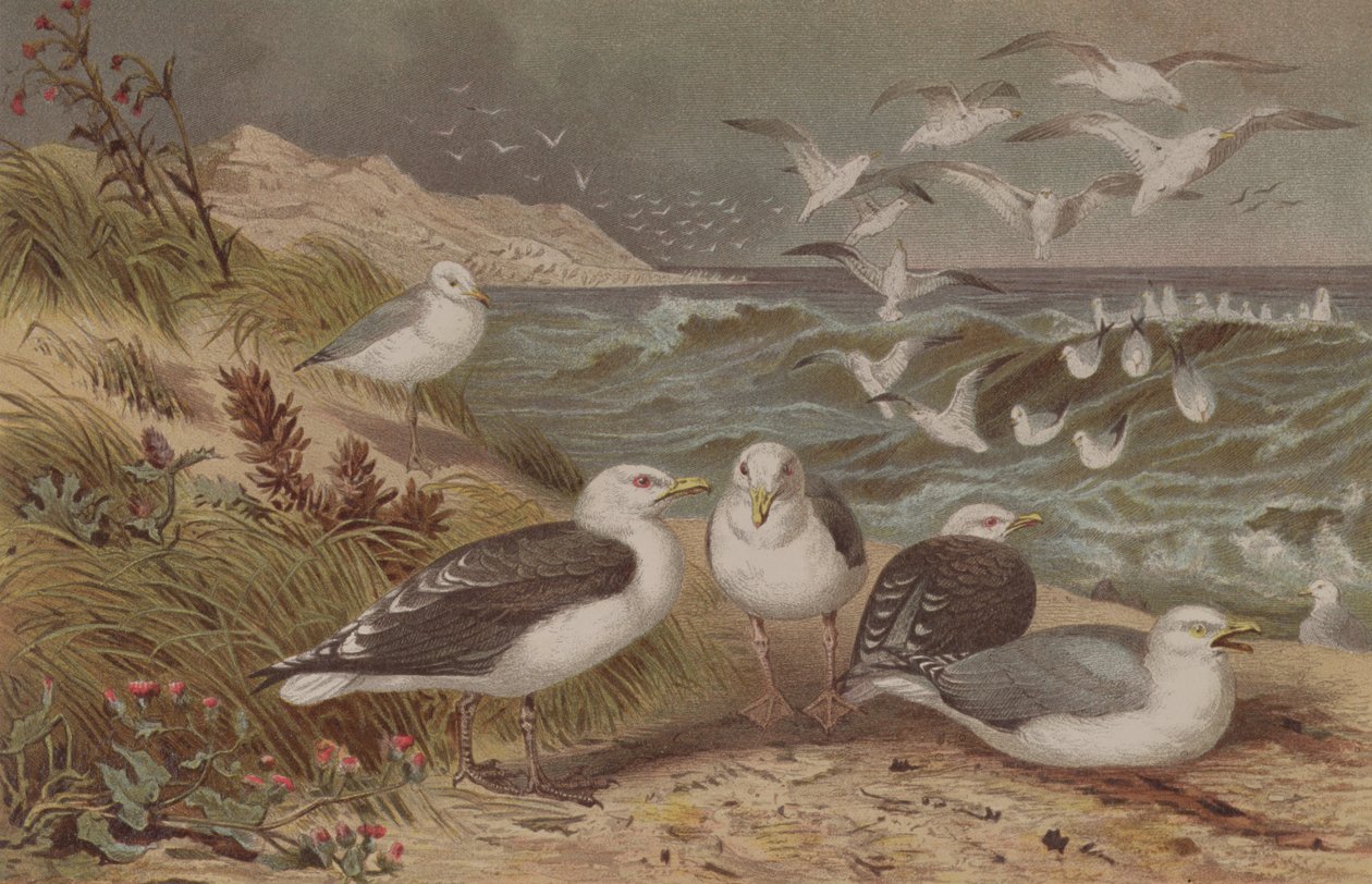 Sildemåge og sortryg, tallerken fra Brehms Tierleben: Allgemeine Kunde des Tierreichs, bind 6, s.108, udgivet af Bibliografisk Institut, 1892 af German School