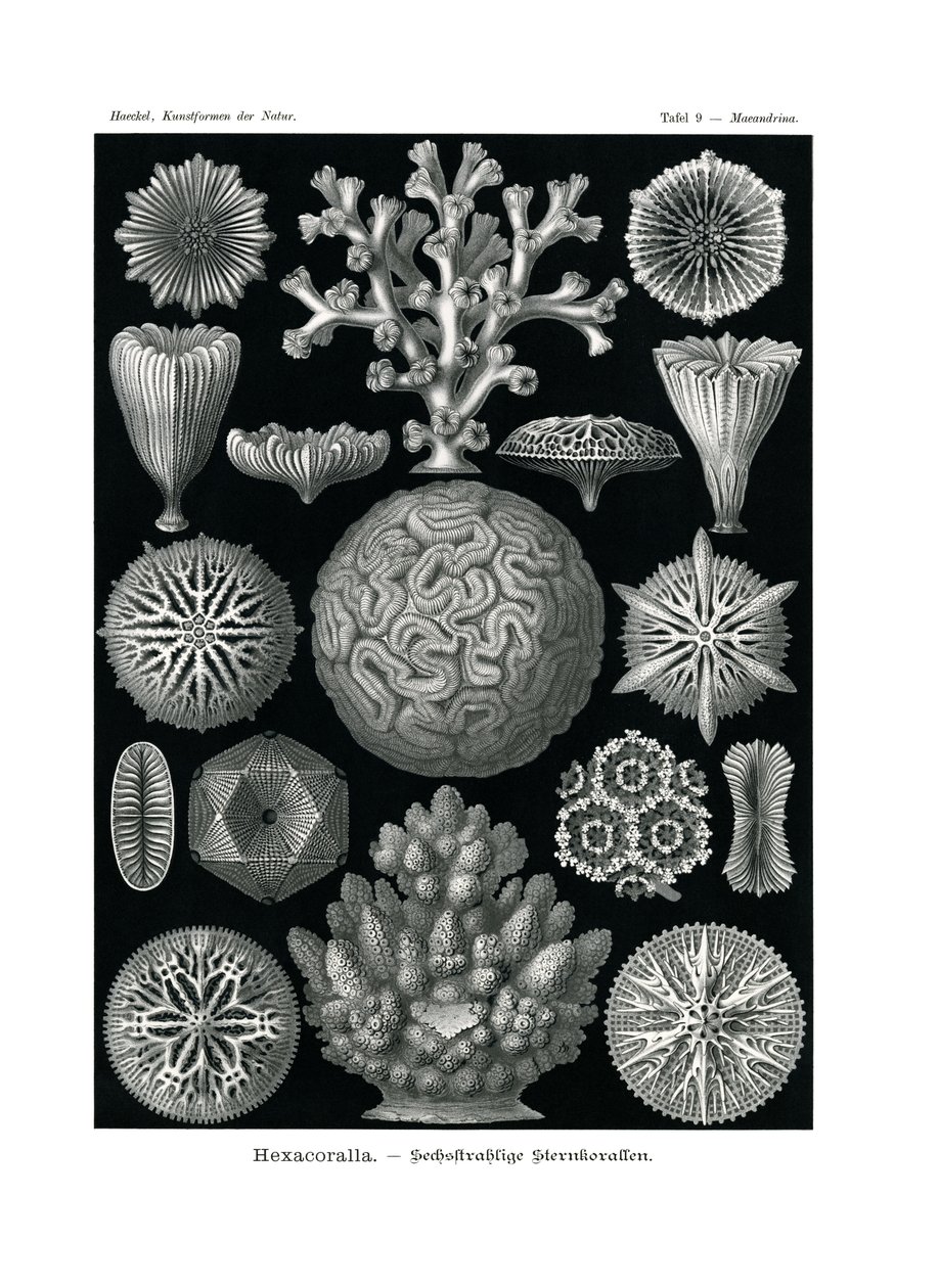 Hexacoralla, 1899-1904 af German School