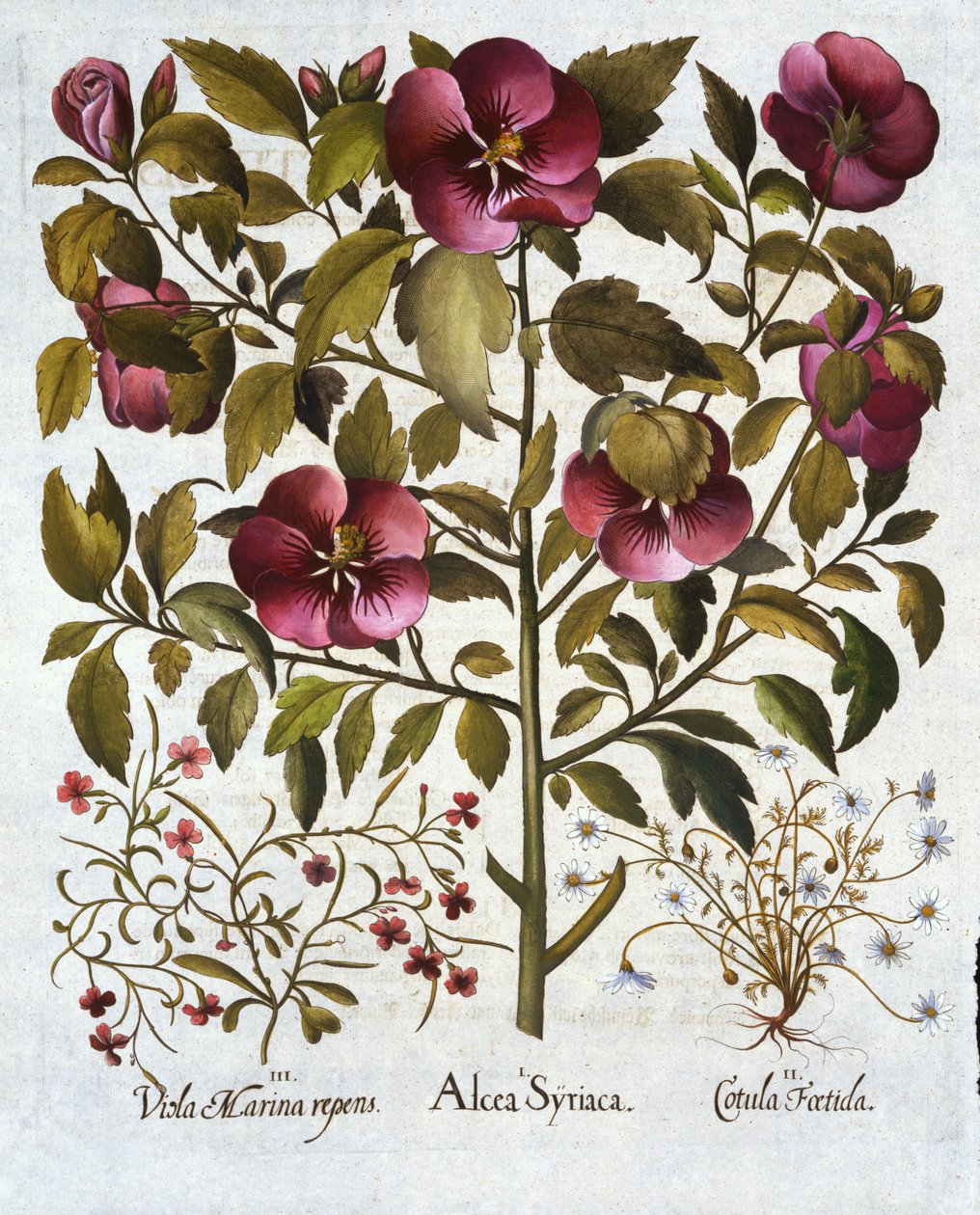 Hibiscus syriacus, Stinking Camomile og fra Hortus Eystettensis, af Basil Besler (1561-1629) pub. 1613 af German School