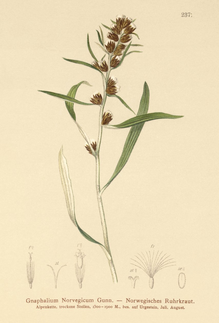 Højlandsknold (Gnaphalium norvegicum ) af German School