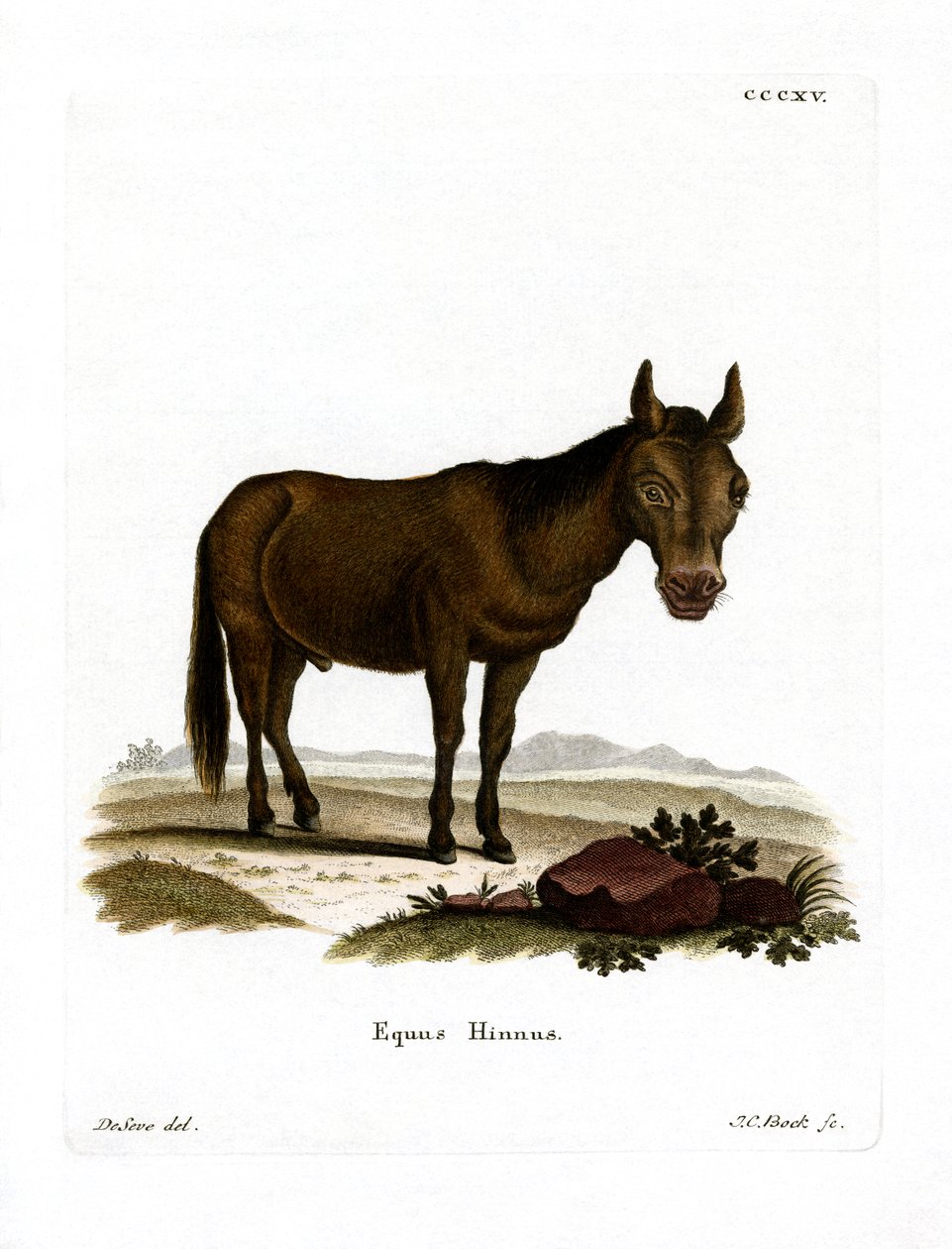 Hinny (farvet gravering) af German School