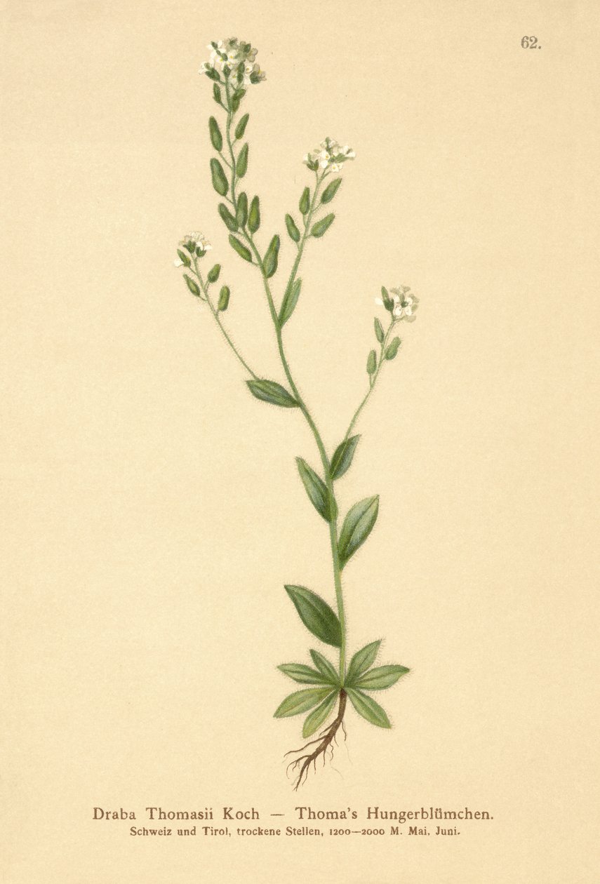 Håret hvidgræs (Draba Thomasii) af German School
