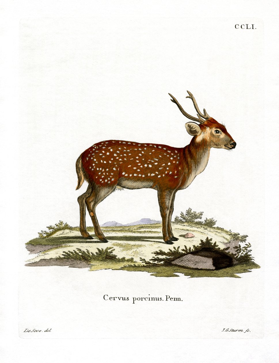 Hog Deer (farvet gravering) af German School