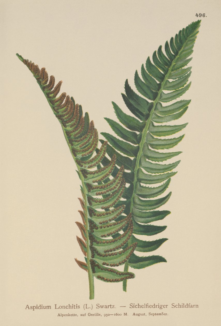 Hyldefarn (Aspidium Lonchitis, Polystichum lonchitis) af German School