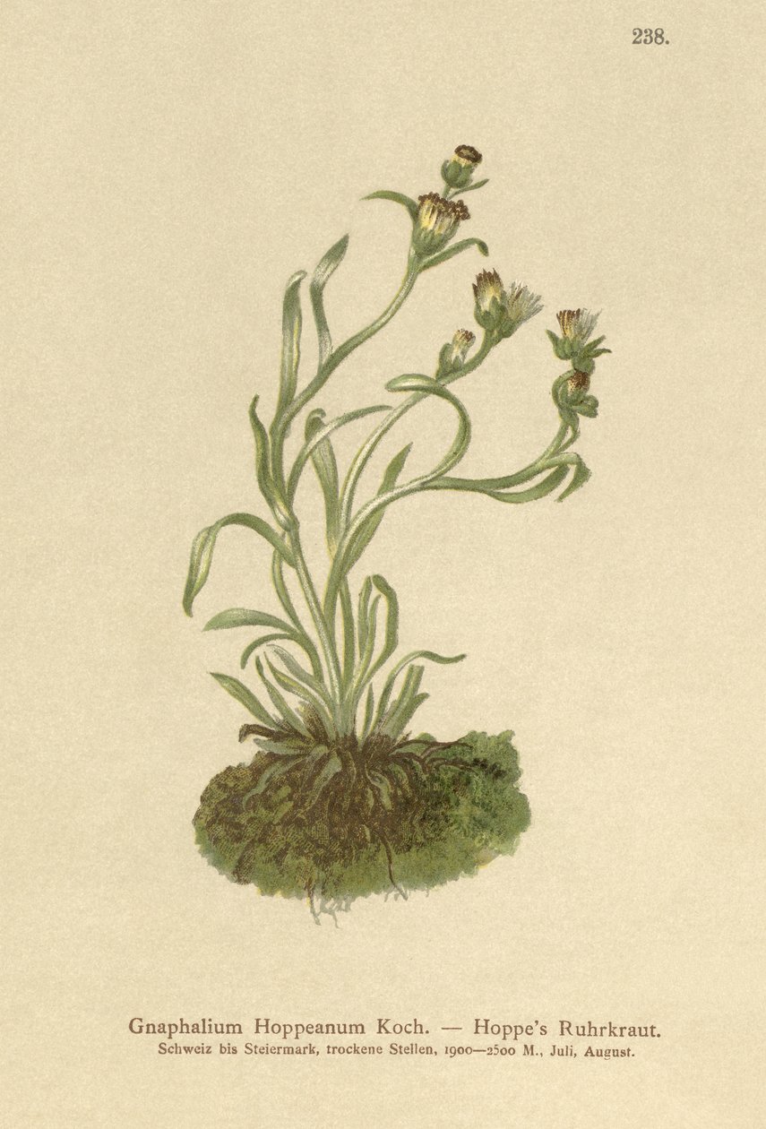 Hoppes Kæruld (Gnaphalium Hoppeanum, Omalotheca hoppeana) af German School