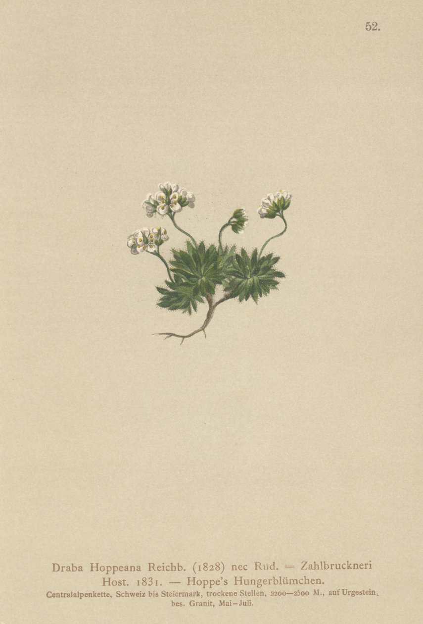 Hoppes Whitlow-grass (Draba Hoppeana, Draba Zahlbruckneri) af German School