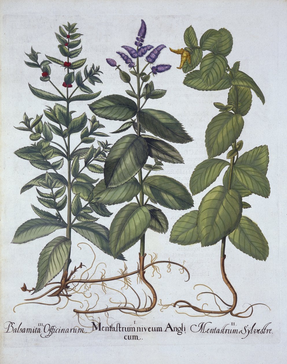 Horsemint and Spearmint, fra Hortus Eystettensis, af Basil Besler (1561-1629), pub. 1613 (håndkoloreret gravering) af German School