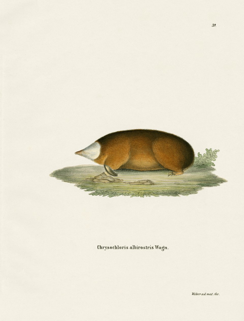 Hottentot Golden Mole (farvet gravering) af German School