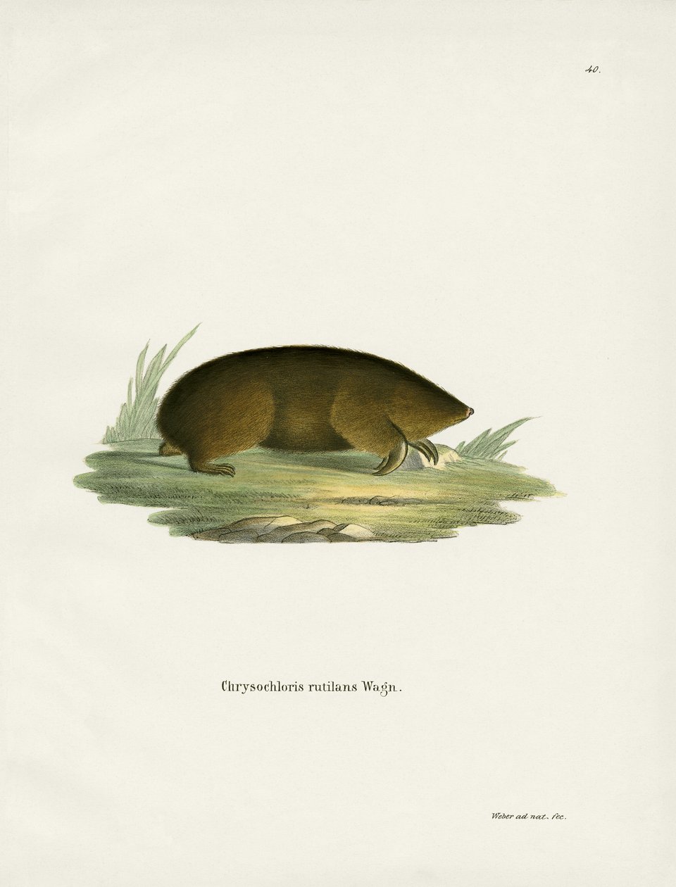 Hottentot Golden Mole (farvet gravering) af German School