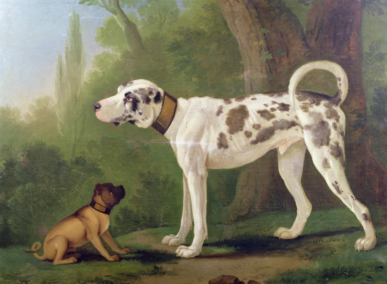 Hund og terrier af German School