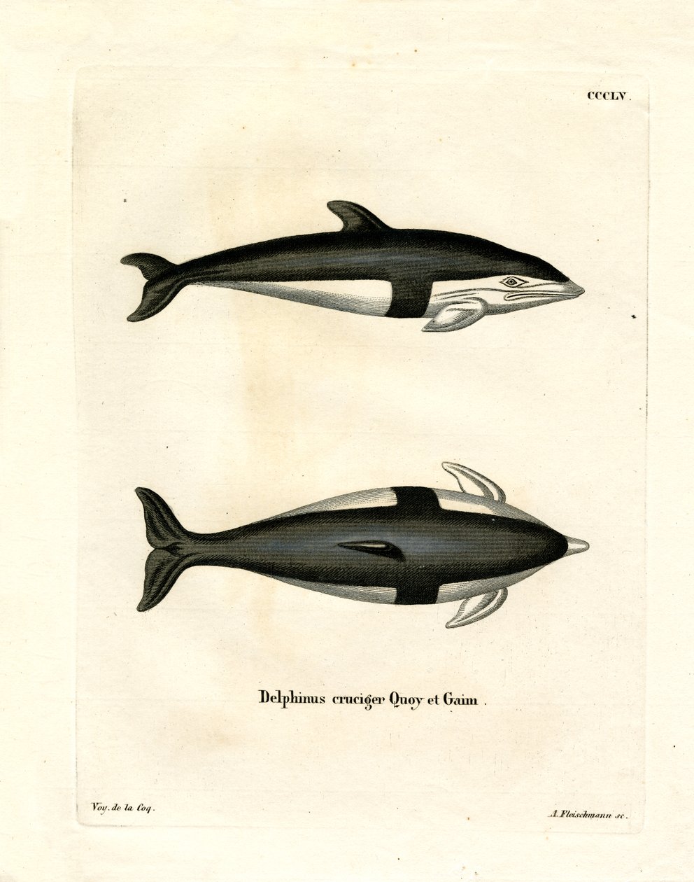 Timeglas Dolphin (farvet gravering) af German School