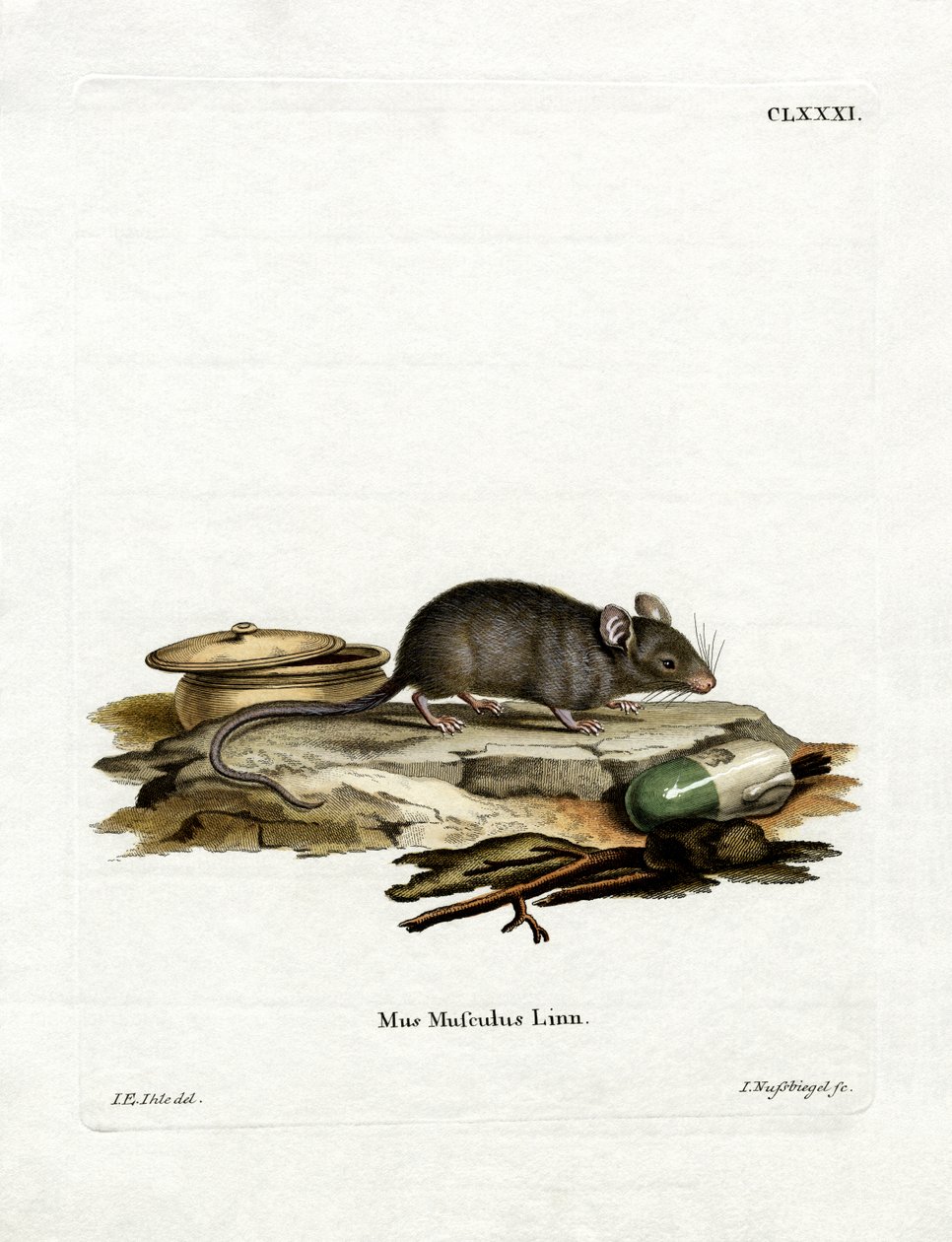 House Mouse (farvet gravering) af German School