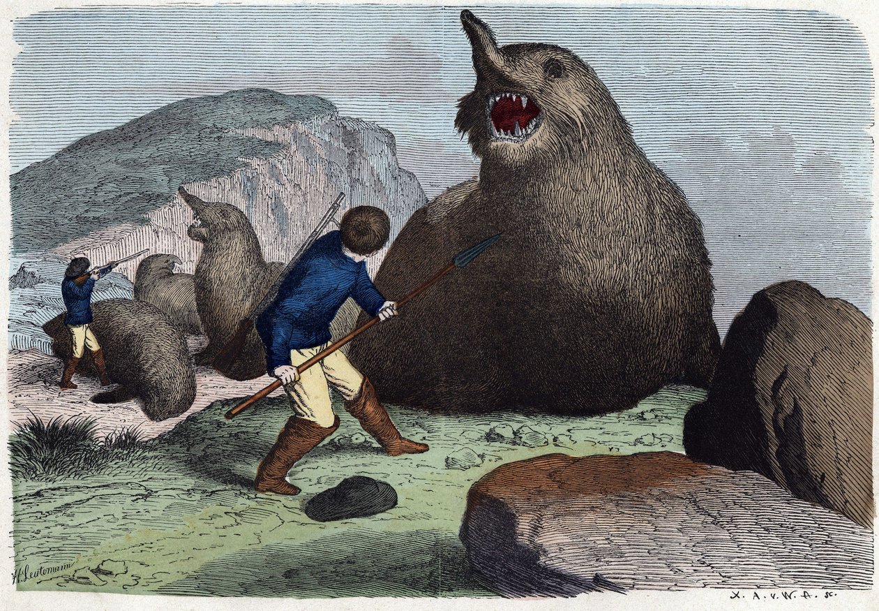 Jægere, der kæmper mod søelefanter. I Når nogen rejser, er det, hvad han kan fortælle, tysk fortælling af Franz Wiedemann af German School