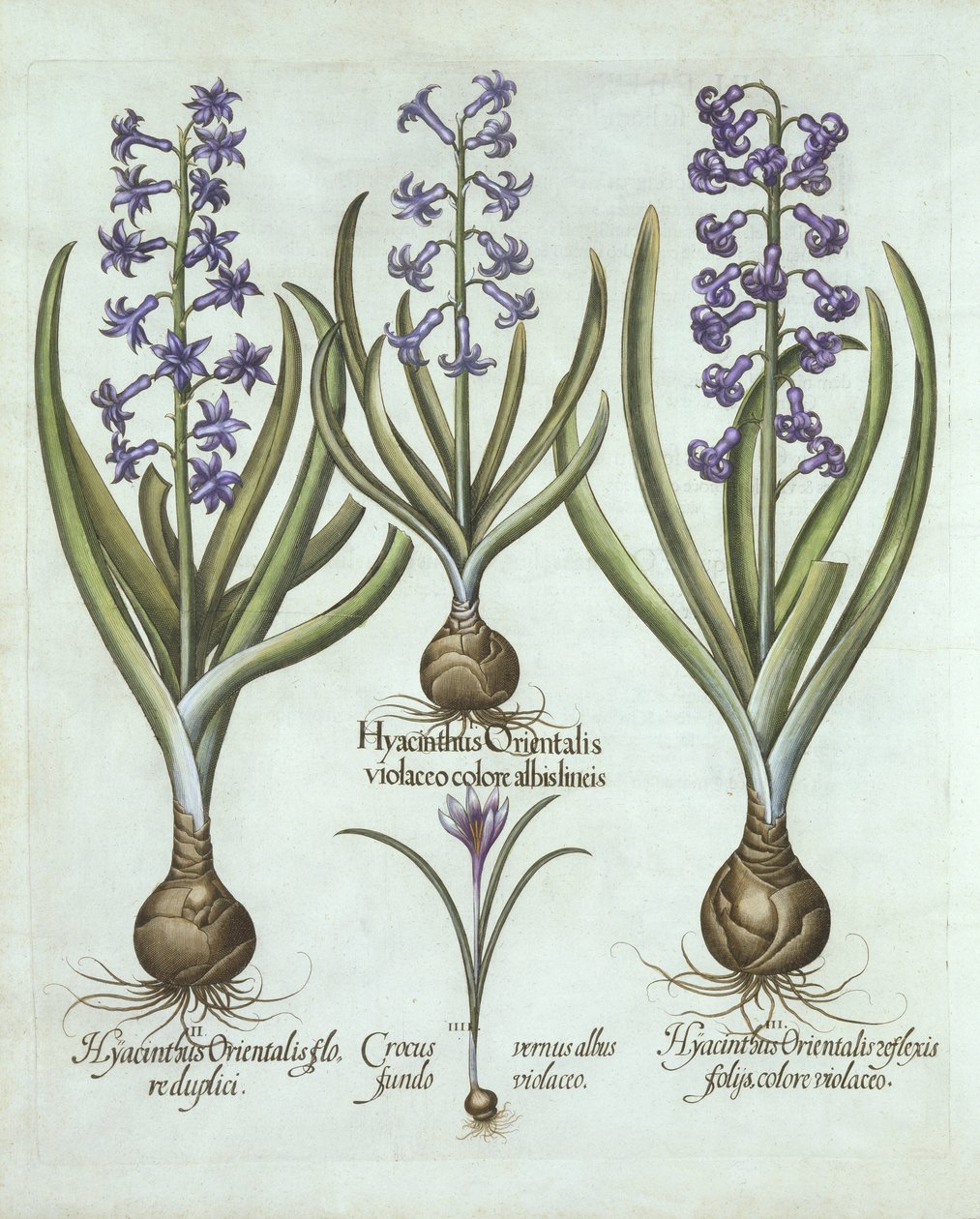 Hyacinths and an Autumn Crocus, fra Hortus Eystettensis, af Basil Besler (1561-1629), pub. 1613 (håndkoloreret gravering) af German School