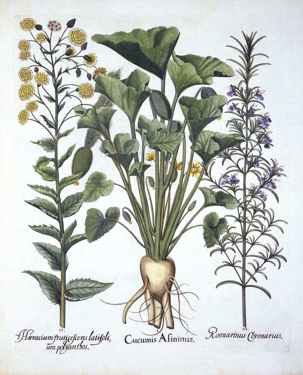 I Sprøjtende agurk, ii Narrowleaf Hawkweed, iii Rosemary, fra Hortus Eystettensis, af Basil Besler (1561-1629) pub. 1613 af German School