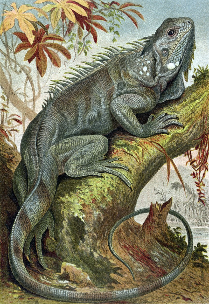 Iguana, tallerken fra Brehms Tierleben> General Knowledge of the Animal Kingdom, vol.7, s.88, udgivet af Bibliografisk Institut, 1892 af German School