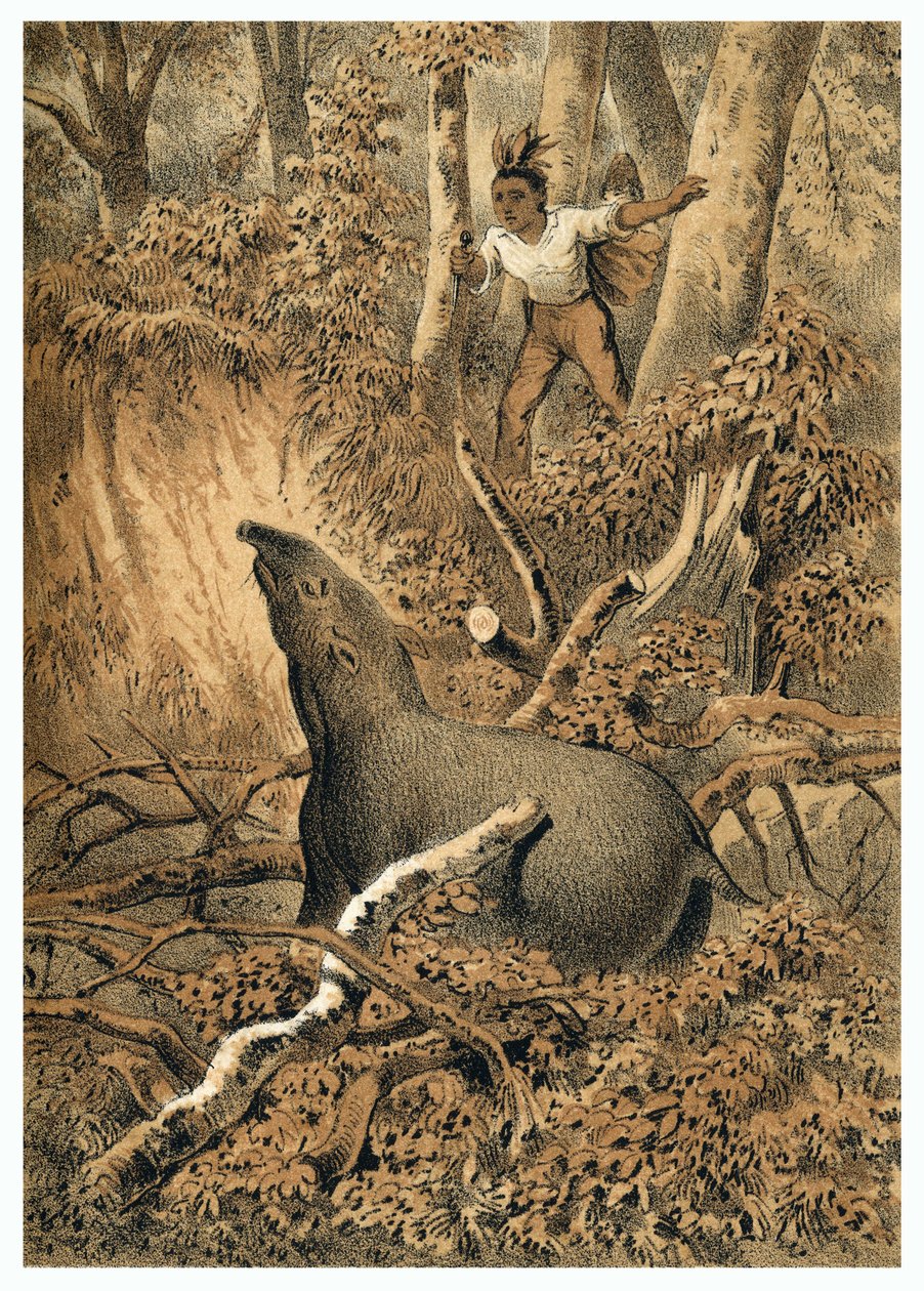 Illustration, indisk jagt tapir i Amazonas skov. I “” De Bootslieden der Amazon-River””, Karl Muller, Holland af German School