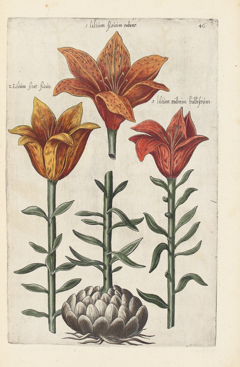Illustration fra "Florilegium ... behandling af forskellige blomster og andre indeksplanter som levende afgrænset i to dele og fire sprog arrangeret af German School
