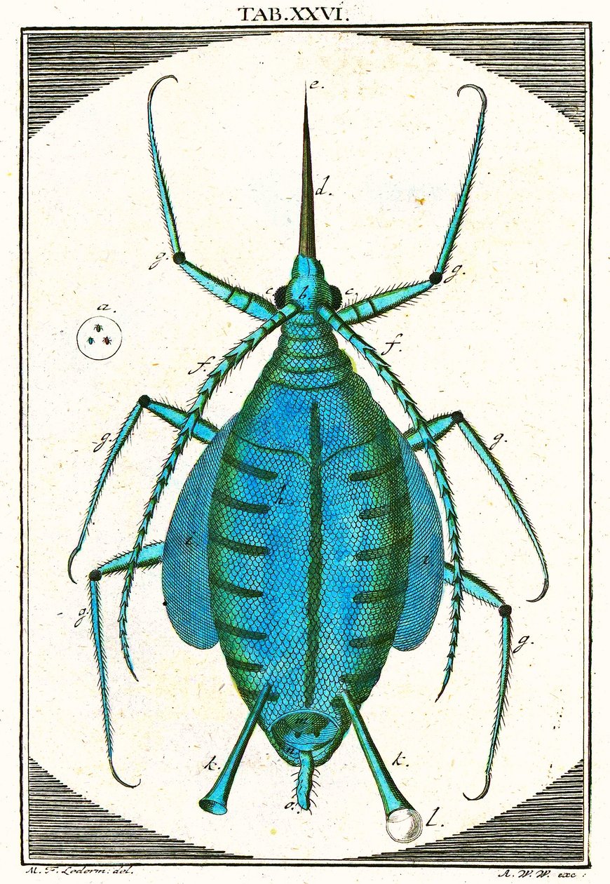 Illustration af en bladlus, Musement Microscopique, 1764 (farvegravering) af German School