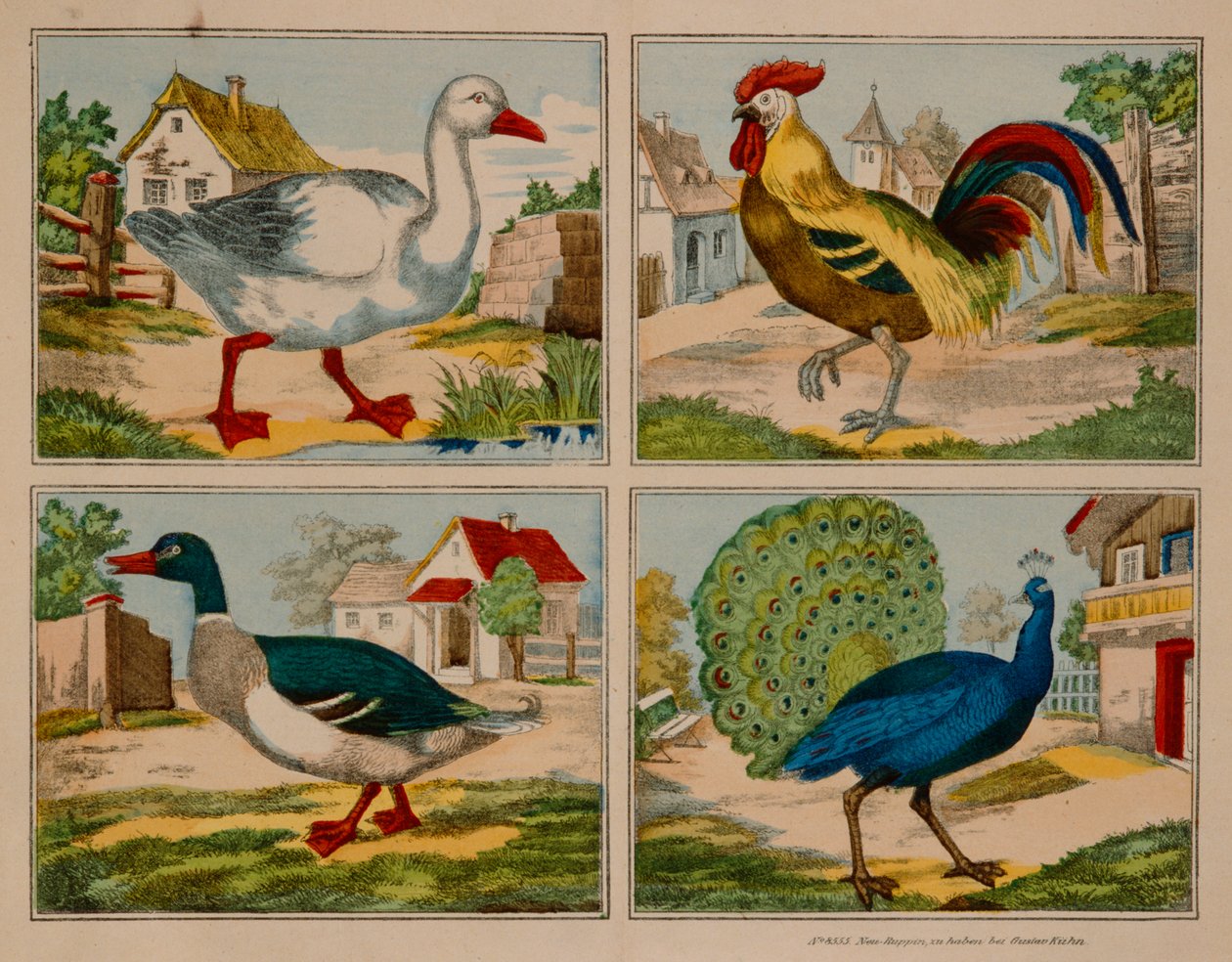 Illustration der viser en and, gås, påfugl og hane, Neuruppiner Bilderbogen af German School