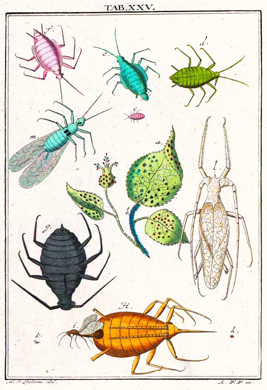 Illustration, der viser forskellige haveskadedyr, Musement Microscopique, 1764 (farvegravering) af German School