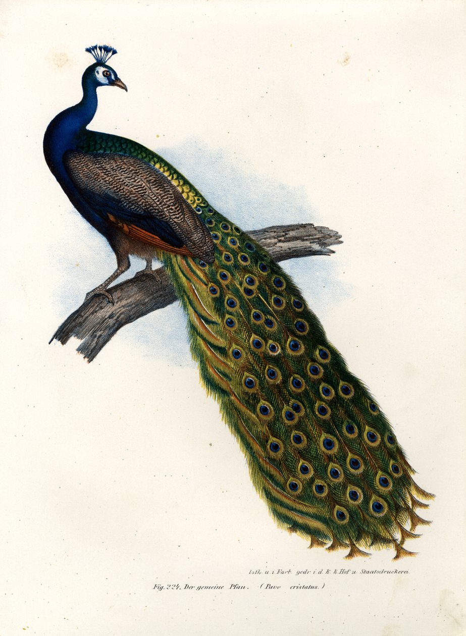 Indisk blå påfugl, 1864 af German School