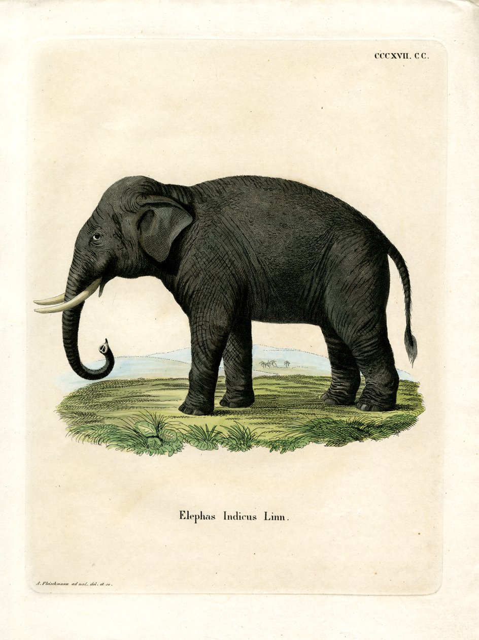 Indisk elefant (farvet gravering) af German School