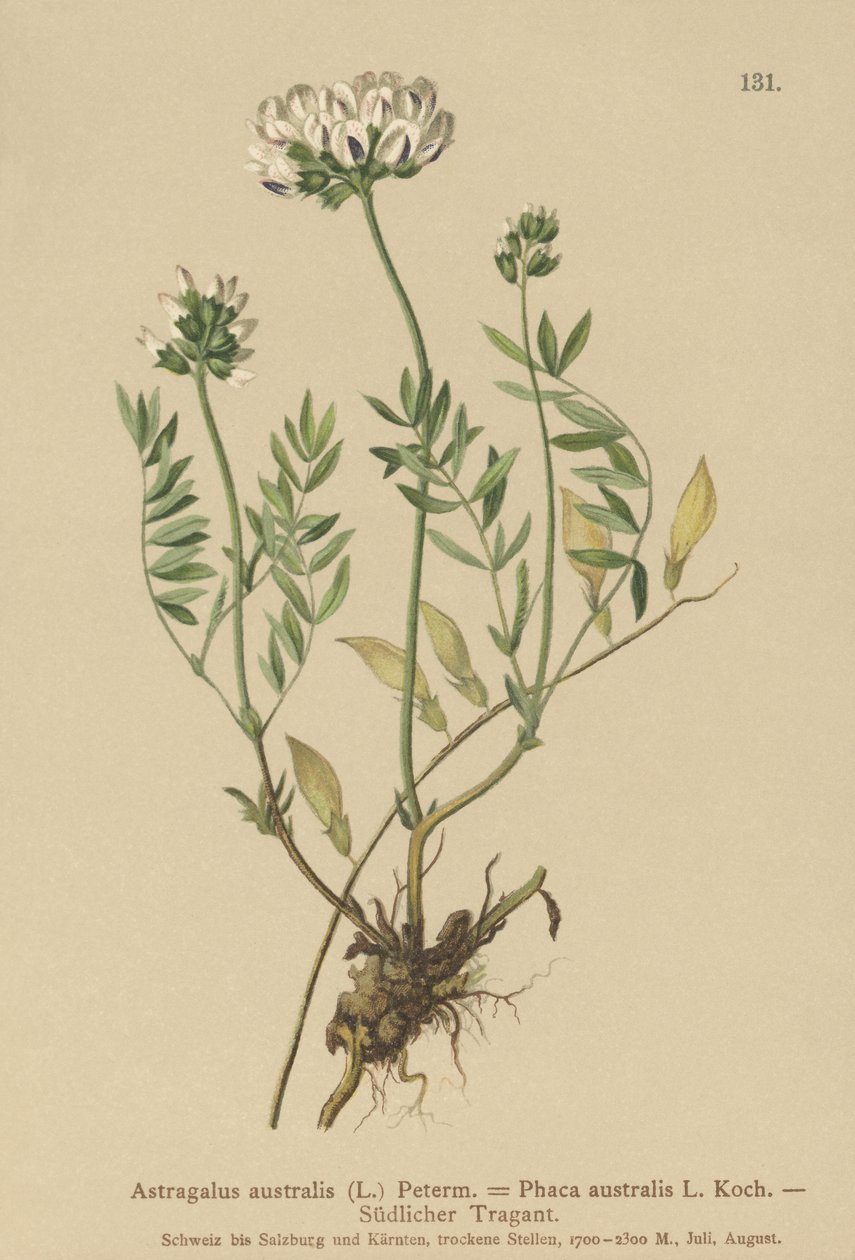 Indisk mælkebøtte (Astragalus australis, Astragalus aboriginum, Phaca australis) af German School