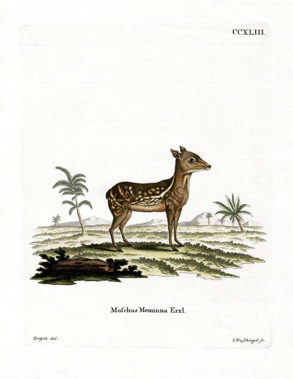 Indisk plettet Chevrotain (farvet gravering) af German School