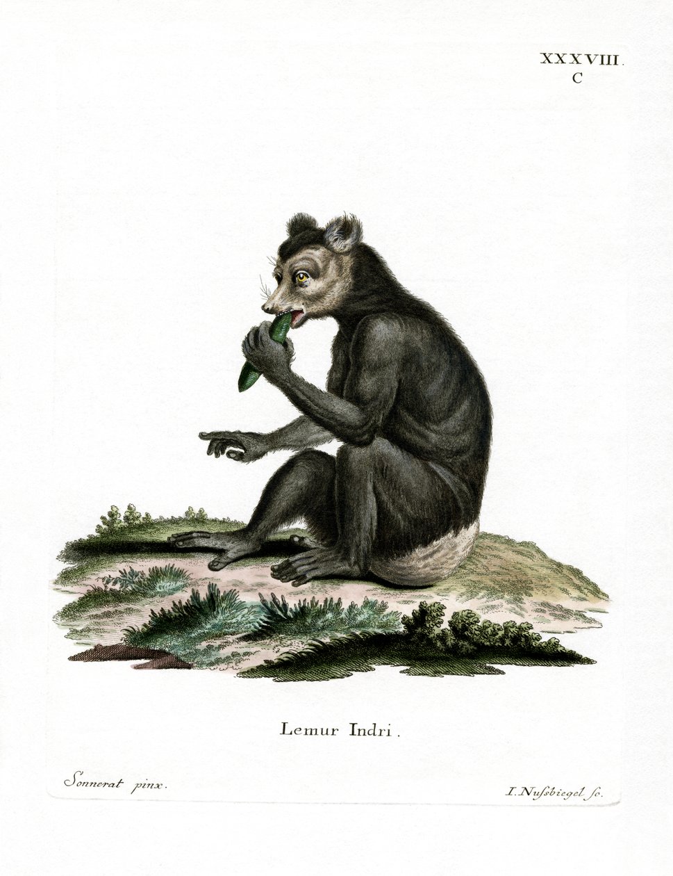 Indri (farvet gravering) af German School