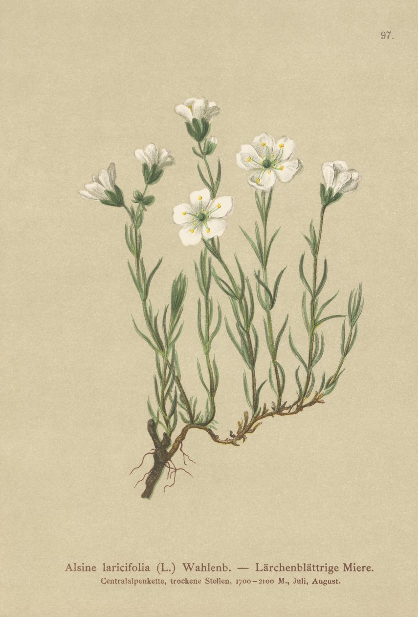 Indenlandsk Alpe-Sandurt (Alsine laricifolia, Minuartia laricifolia, Arenaria laricifolia) af German School