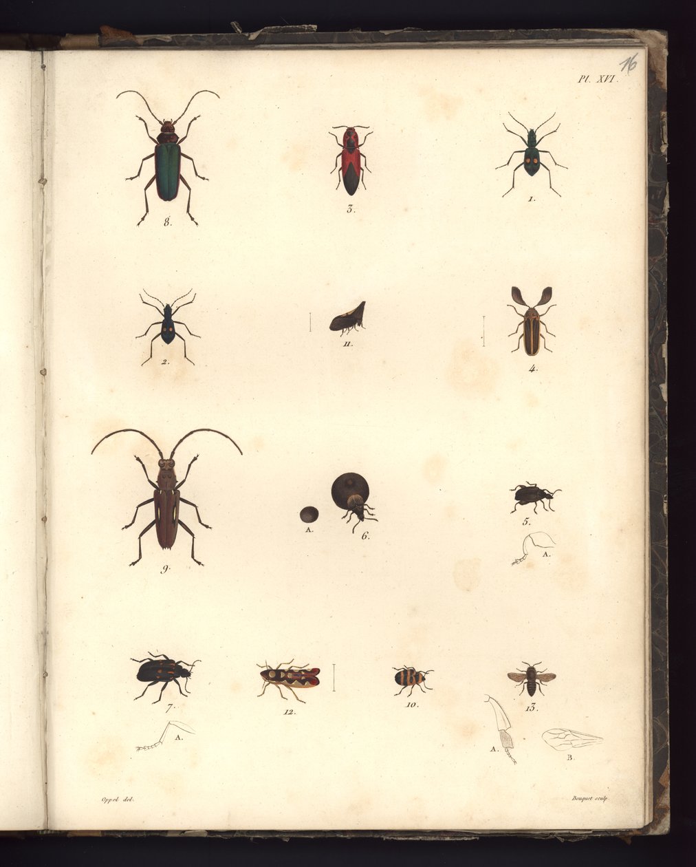 Insecta, Pl. XVI, illustration fra kompendium over observation af zoologi og sammenlignende anatomi, lavet i Atlanterhavet, i det indre af det nye kontinent og i Sydhavet i løbet af 179
