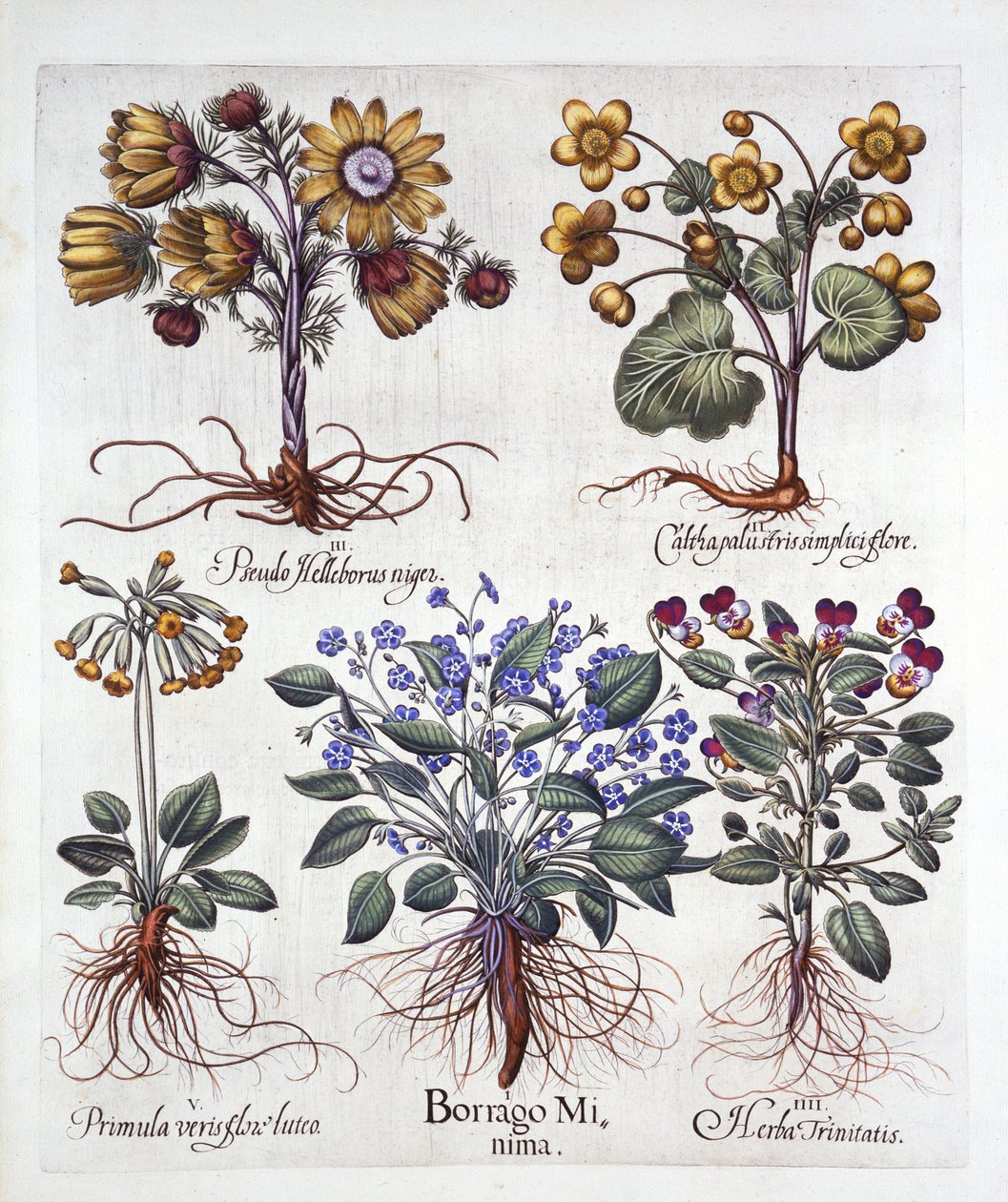 Ipheion Rolf Fiedler Spring Starflower, Marsh Marigold, Pseudo Helleborus, Viola Tricolor og Cowslip, fra Hortus Eystettensis, af Basil Besler (1561-1629), pub. 1613 (håndkoloreret gravering) af German School