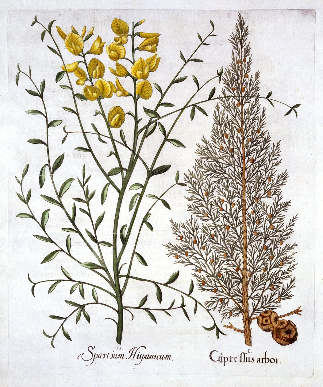 Italiensk cypres og spansk kost, fra Hortus Eystettensis, af Basil Besler (1561-1629), pub. 1613 (håndfarvet gravering) af German School