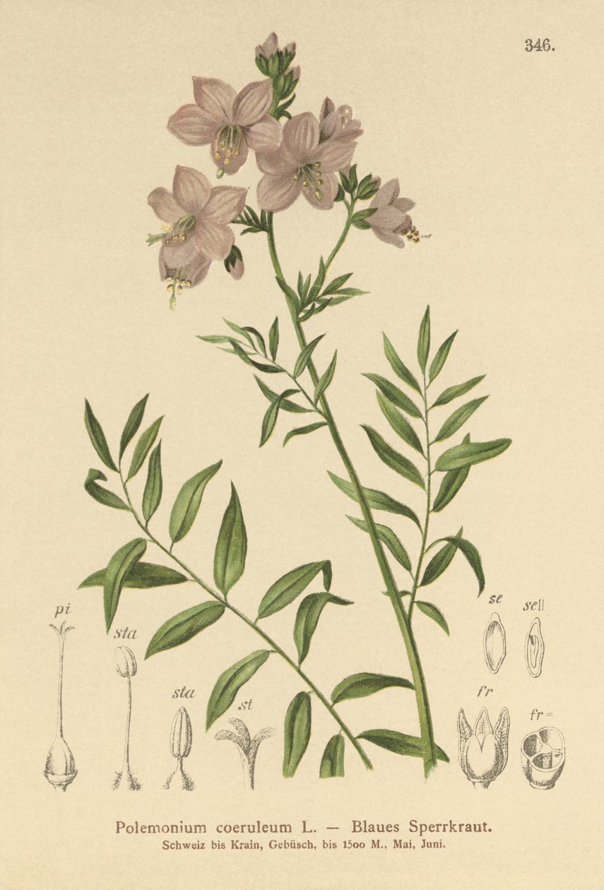 Jacobs Ladder (Polemonium coeruleum, Polemonium caeruleum) af German School