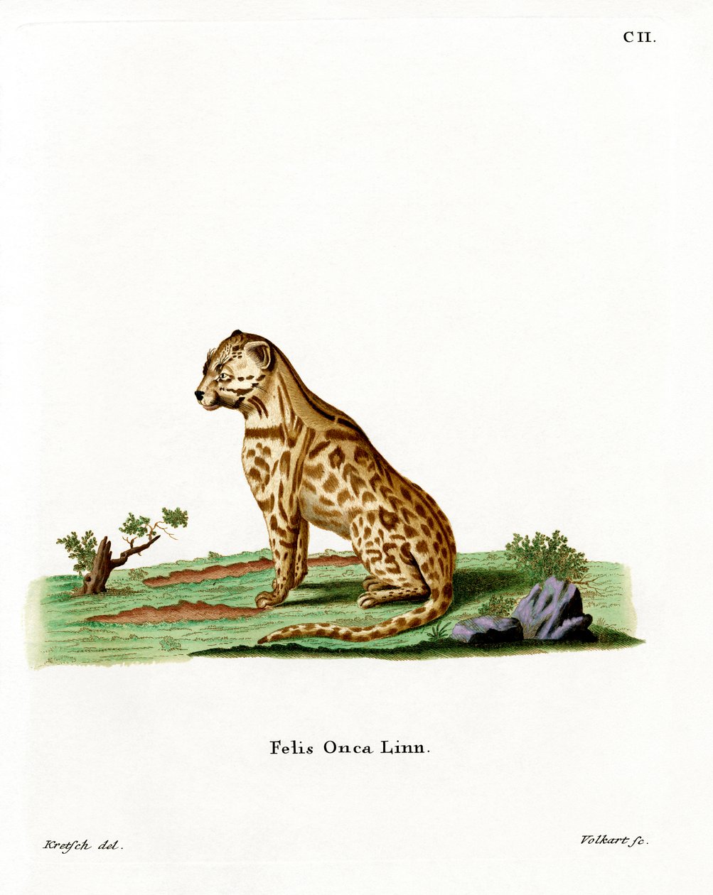 Jaguar (farvet gravering) af German School