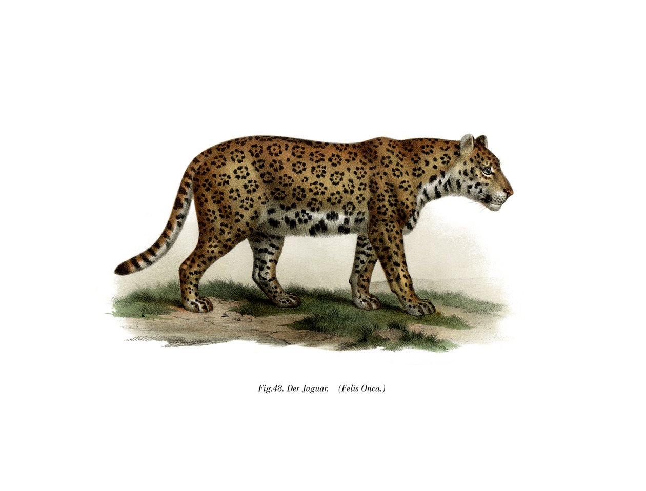 Jaguar, 1860 af German School