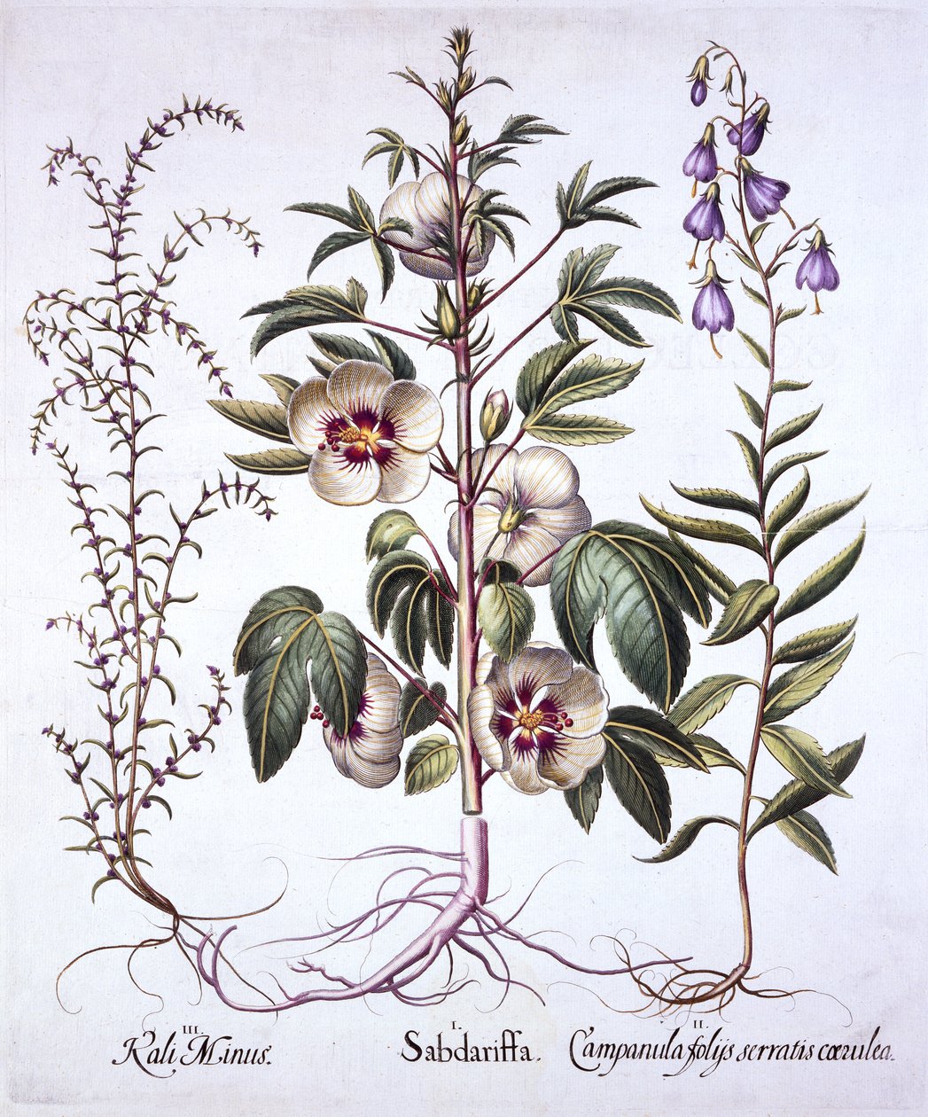 Jamaica syre, klokkeblomst og stikkende salturt, fra Hortus Eystettensis, af Basil Besler (1561-1629), pub. 1613 (håndfarvet gravering) af German School