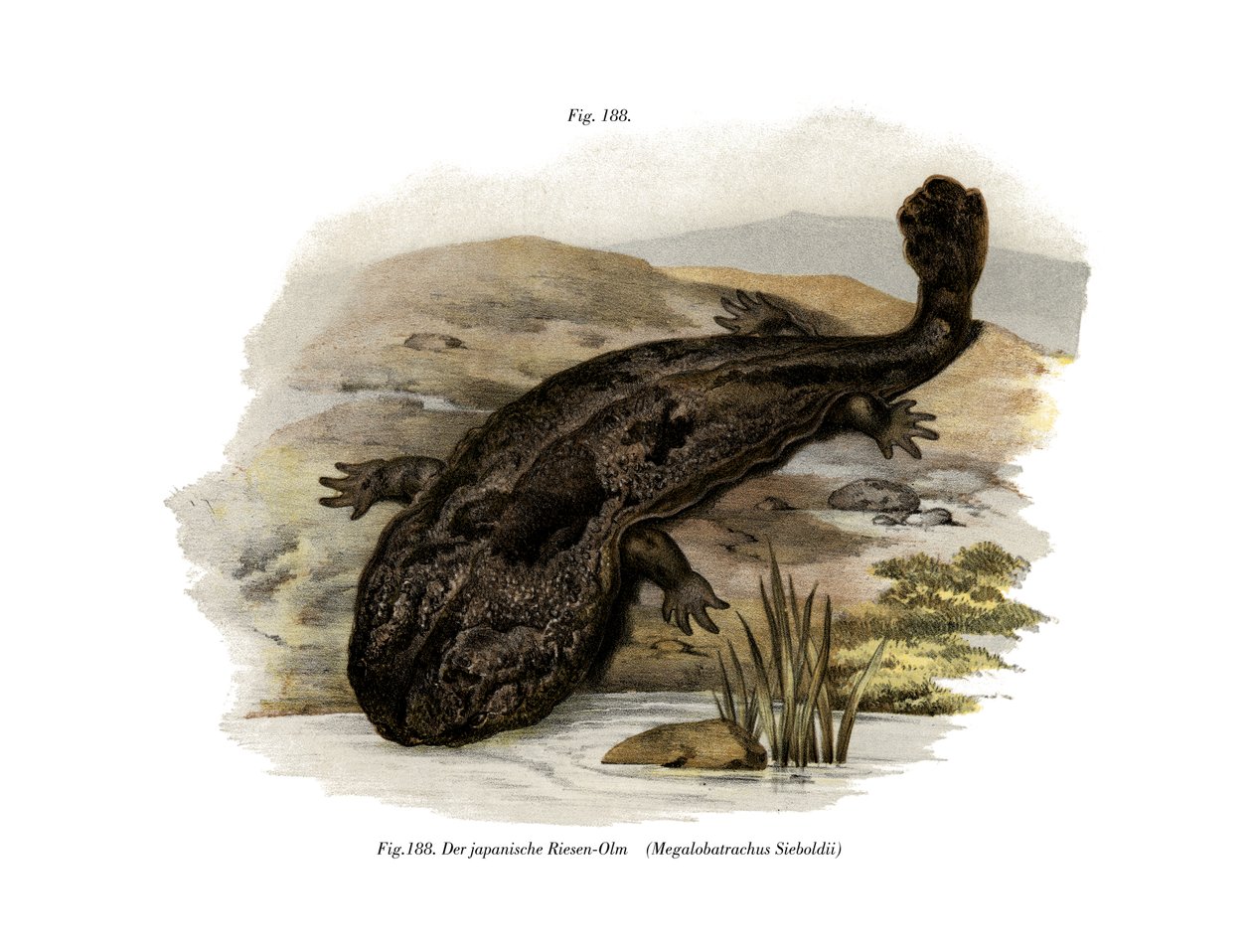 Japansk kæmpe Salamander (Color Litho) af German School