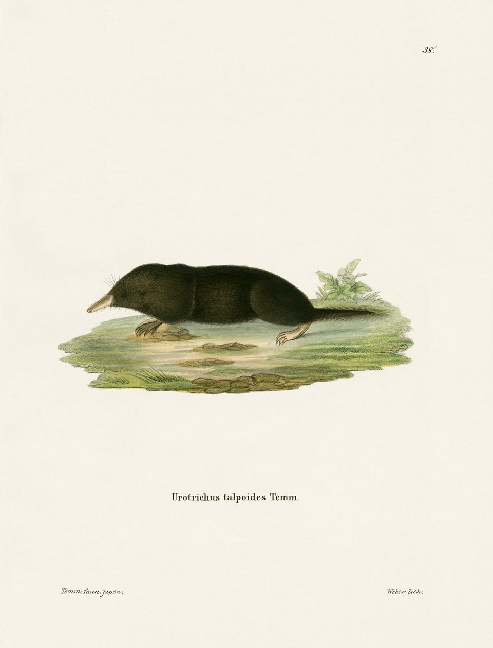 Japanese Shrew Mole (farvet gravering) af German School