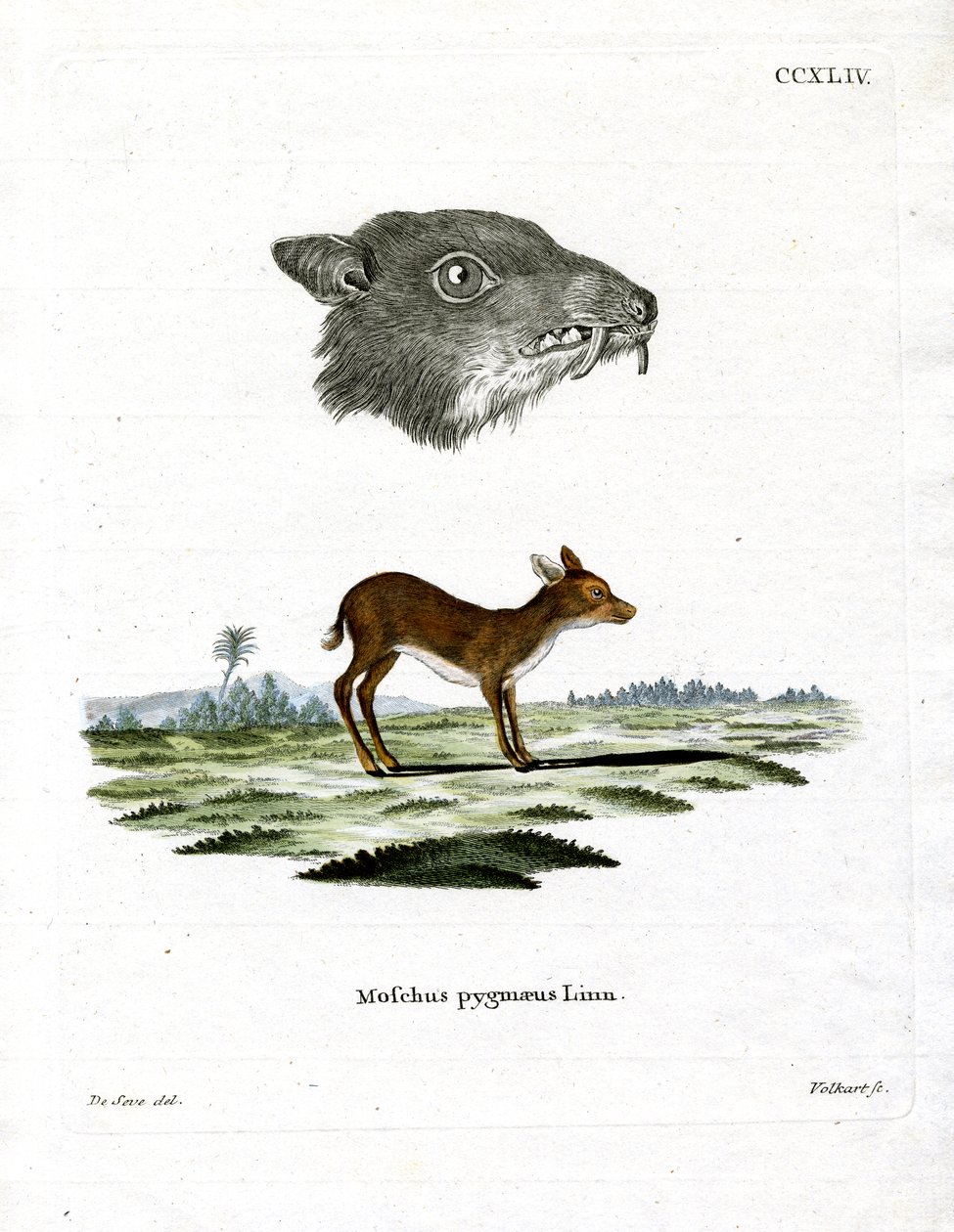 Java Mouse-Deer (farvet gravering) af German School
