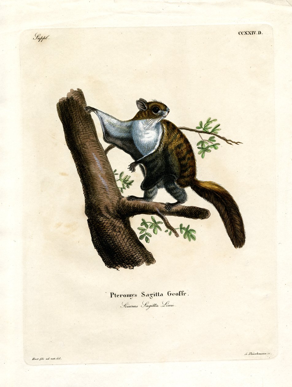 Javan Flying Squirrel (farvet gravering) af German School