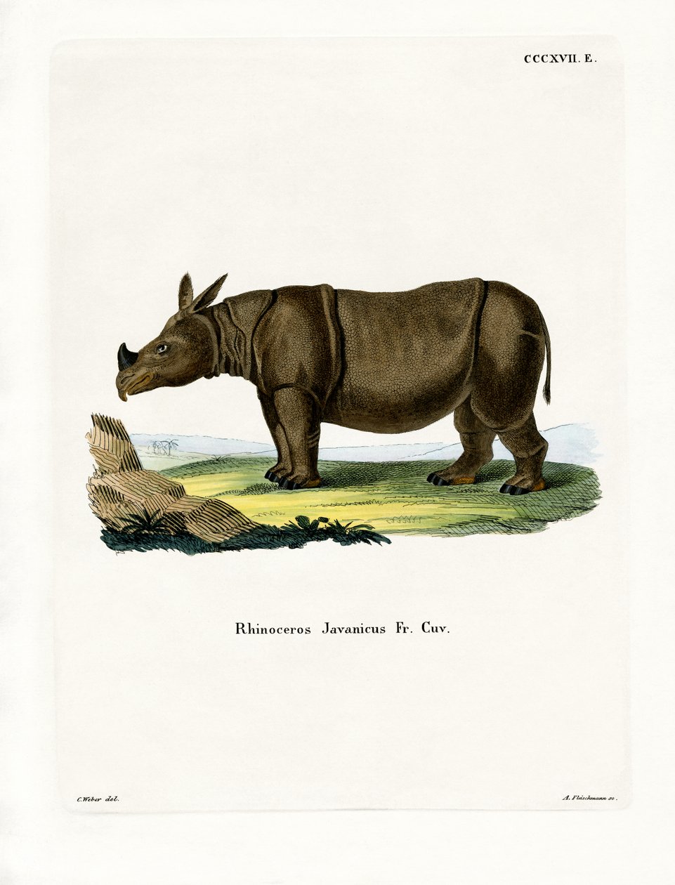 Javan Rhinoceros (farvet gravering) af German School
