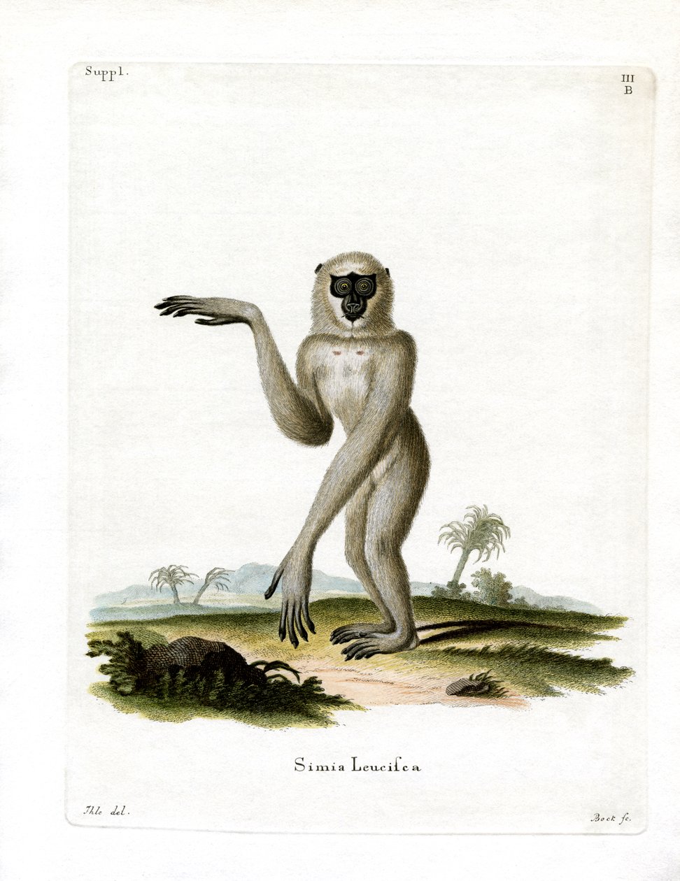 Javan Silvery Gibbon (farvet gravering) af German School