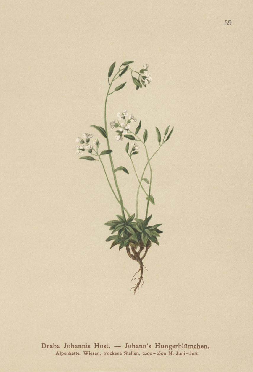 Johns Whitlow-Græs (Draba Johannis) af German School