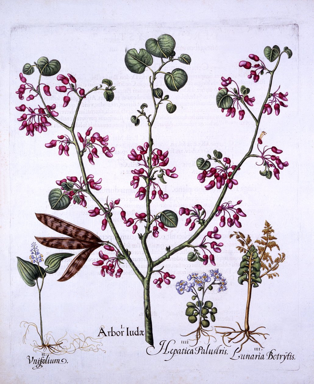 Judas Tree, May Lily, Moonwort, Liverwort, fra Hortus Eystettensis, af Basil Besler (1561-1629), pub. 1613 (håndfarvet gravering) af German School
