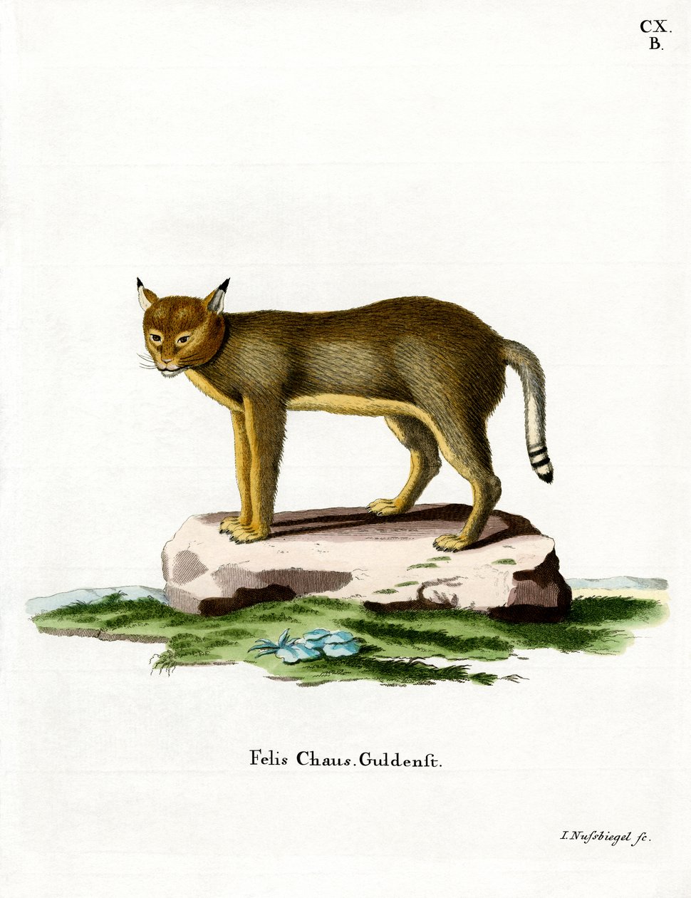 Jungle Cat (farvet gravering) af German School